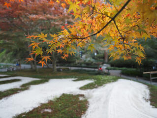 2023.12 Kamakura Autumn leaves